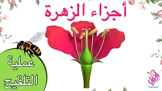 أجزاء الزهرة مكونات الزهرة عملية التلقيح وظائف اجزاء الزهرة الذكرية و الانثوية 