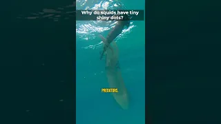 Wonders of Nature! 🦑 #shorts #squidgame