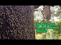 Download Lagu Asik Di Daerahku Sudah Banjir Sarang Madu #lebah #madu #hutan #alam #panenmadu