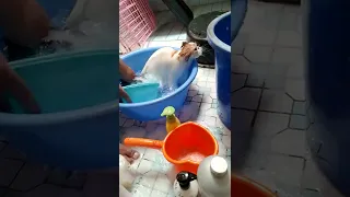 melihat cewek perawan mandi busa