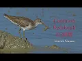 Download Lagu 6k - 4k video ... Common Redshank, 红脚鹬,紅腳鷸, Tringa totanus, アカアシシギ, KEDIDI KAKI MERAH BIASA