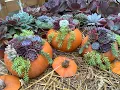 How to make a simple Succulent pumpkin planter