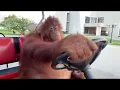 Orangutan Driving Golf Cart