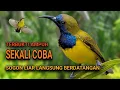 Download Lagu TERBUKTI AMPUH Suara pikat sogon cepat turun dapat sekarung.