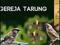 Download Lagu masteran gereja tarung paling jernih dan mudah diinget buat jagoan kicau mania...