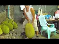 Download Lagu het grootste tropische fruit ter wereld!! geweldige vaardigheden om jackfruit te snijden !!