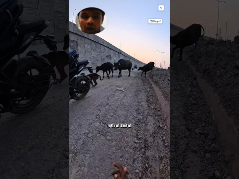 Dog Ki Madad Kar Raha Tha… Bhains Ne Aakar Use Hi Bhaga Diya 😭🐕🐃 #shorts #help #humanity #dog