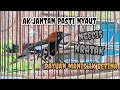 Download Lagu Anis kembang betina memanggil jantan || cocok untuk pancingan
