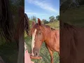 Download Lagu Faozana❤️❤️❤️ #horse #love #shorts