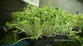 ขั้นตอนการเตรียมเมล็ดทานตะวันก่อนปลูกมีอะไรบ้าง