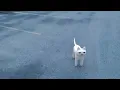 cat sings iphone ringtone and dies