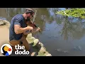 Download Lagu Turtles Love When This Violinist Plays Hip-Hop For Them | The Dodo