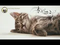 Download Lagu Calming that Gives Comfort to Cats - Relaxing Sleep with Nature Sounds