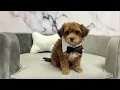 Yorkiepoo M at Furry Babies Portage