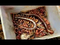 Download Lagu Vang agressieve duizendpoten, reuzenduizendpoten, roodgevlekte duizendpoten, slak en rode duizend...