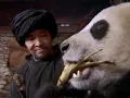 Wild China Pandas - Living With Giants Panda Documentary Natural History