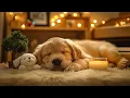 Download Lagu 12 Hours of Dog Calming Music For Dogs🎵💖Anti Separation Anxiety Relief🐶🎵Puppy sleeping🎵