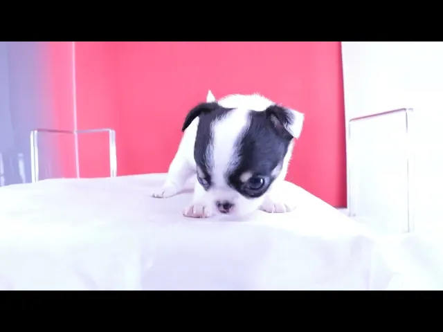 動画