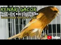 Download Lagu kenari gacor full isian love bird dan ciblek