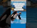 Lagu ORCA'S Whale Killed His Trainer Jessica #whale #jessica #jessicaincident #rip #olympics #shorts