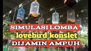 Download SIMULASI LOMBA LOVEBIRD KONSLET || AMPUH BUAT BURUNG TIDAK DEMAM SAAT DI GANTANGAN MP3