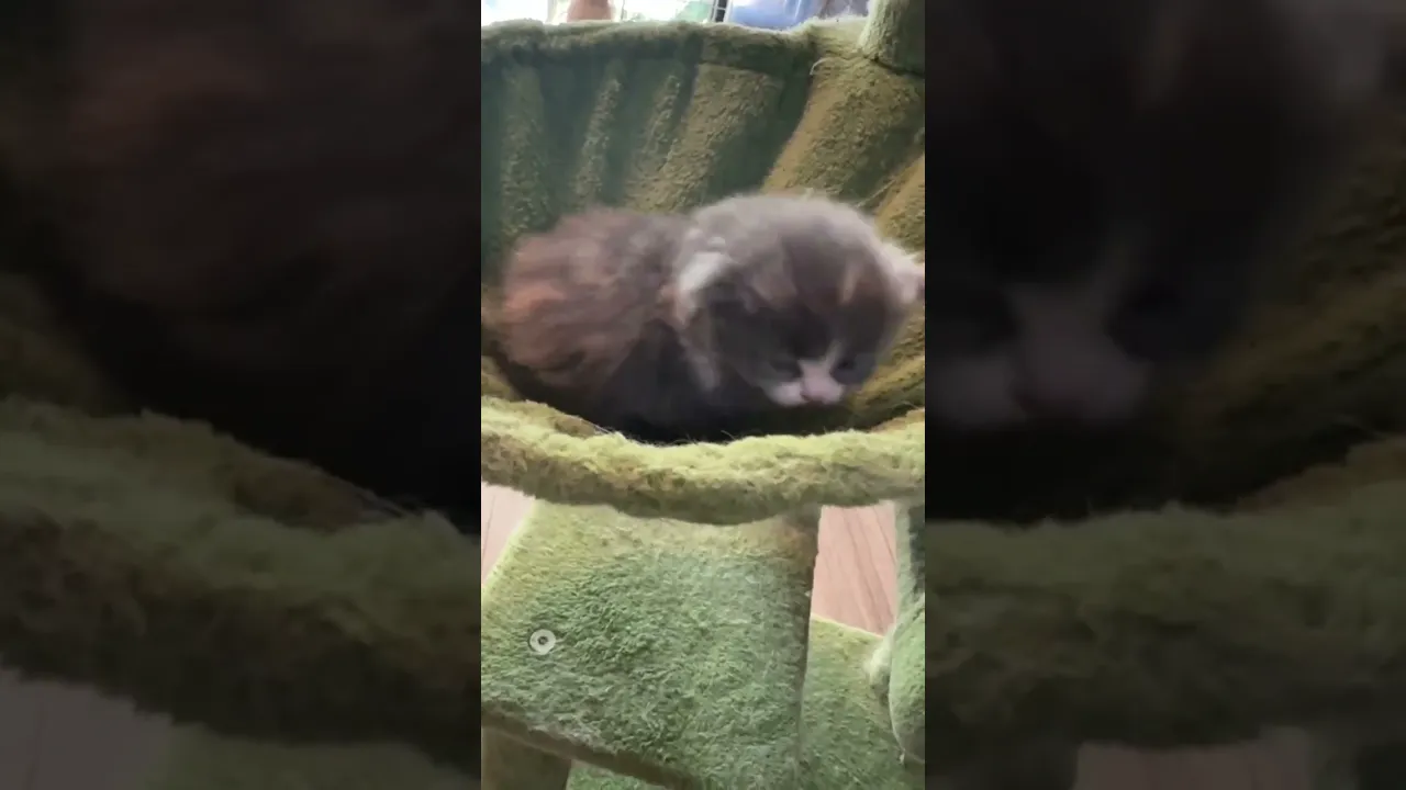 動画