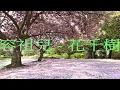 容祖兒 - 花千樹 (CD Version) 字幕歌詞  HD