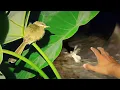 Download Lagu Kejar-kejaran Dengan Burung Kecil | Mencari Burung Tidur Di Malam Hari Eps 264