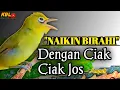 Download Lagu CIAK DAN JOS  KECIAL KUNING AMBARAN || MASTERAN FAVORIT KECIAL KUNING LOMBOK