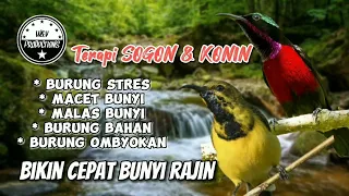 Download Terapi suara air untuk SOGON \u0026 KONIN bikin burung malas bunyi jadi rajin bunyi #sogon #konin MP3