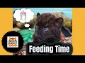 Feeding baby Amur Leopards