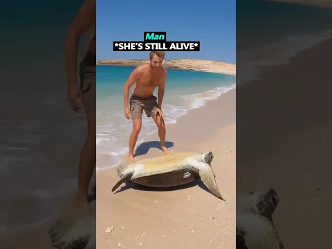 He Saved The Turtle