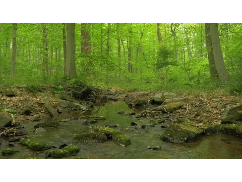 90 Minutes of Woodland Ambiance ( Nature Sounds Series ) Trickling Stream & Bird Sounds
