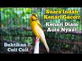 Lagu Kenari Gacor Cetarr Panjang Cuit Cuit Emosi, Pancingan Kenari Paud Belajar Bunyi, terapi ampuh
