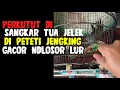 Download Lagu SUARA PERKUTUT LOKAL ASLI HUTAN TUBAN RONGGOLAWE