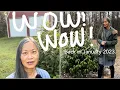 Shrubs Update My Review on Stellar Ruby Magnolia Rose Creek Abelia Edworthia More