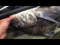 The Sound of Black Drum