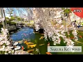 Sakura and Koi pond Komaki Aichi
