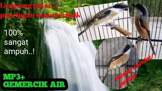 suara mp3 pancingan masteran untuk burung cendet pentet agar cepat gacor suaraburung masteranburung