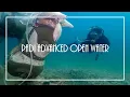 Download Lagu FreeBluGirl - Completing my PADI AOW - Dives 25-26