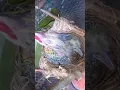 Download Lagu Anak an burung kepodang ( cicem pala kuneng)