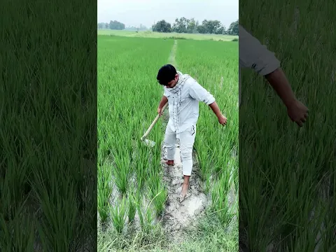 मेड़ #GawKiKahani