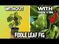 Fiddle Leaf Fig 9 Tips for SUCCESS Ficus Lyrata