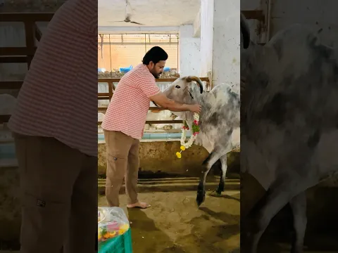 JAI GOMATHA 🐄🙏🏻 #seva #viral #shorts
