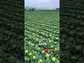 Lagu Intip perkebunan sayuran kol yang ada di negara China #shorts #shortsvideo