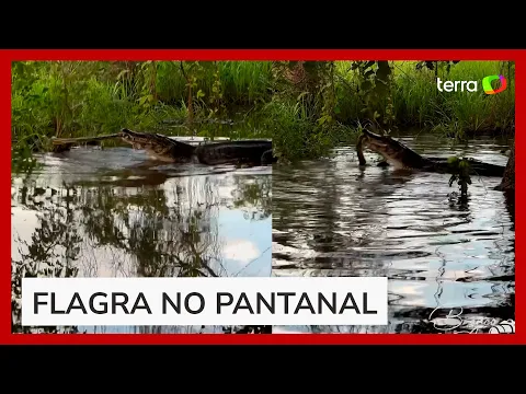 Download MP3 Fotógrafo flagra embate entre jacaré e sucuri no Pantanal; batalha teria durado 2 horas