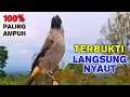 Download Lagu Suara Kutilang Gacor Ampuh Untuk Masteran Pikat Cepat Bunyi