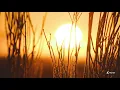 Pachanga Boys - Time (Roy Rosenfeld Private Remix) [Unreleased]
