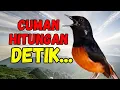 Download Lagu PANCINGAN PAGI SORE MURAI BATU !! DALAM HITUNGAN DETIK MURAI APAPUN LANGSUNG IKUT NYAUT BUNYI  GACOR