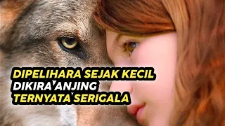 Download Dipelihara Sejak Masih Kecil, Dikira Anjing Ternyata Serigala | Alur cerita film terbaru MP3